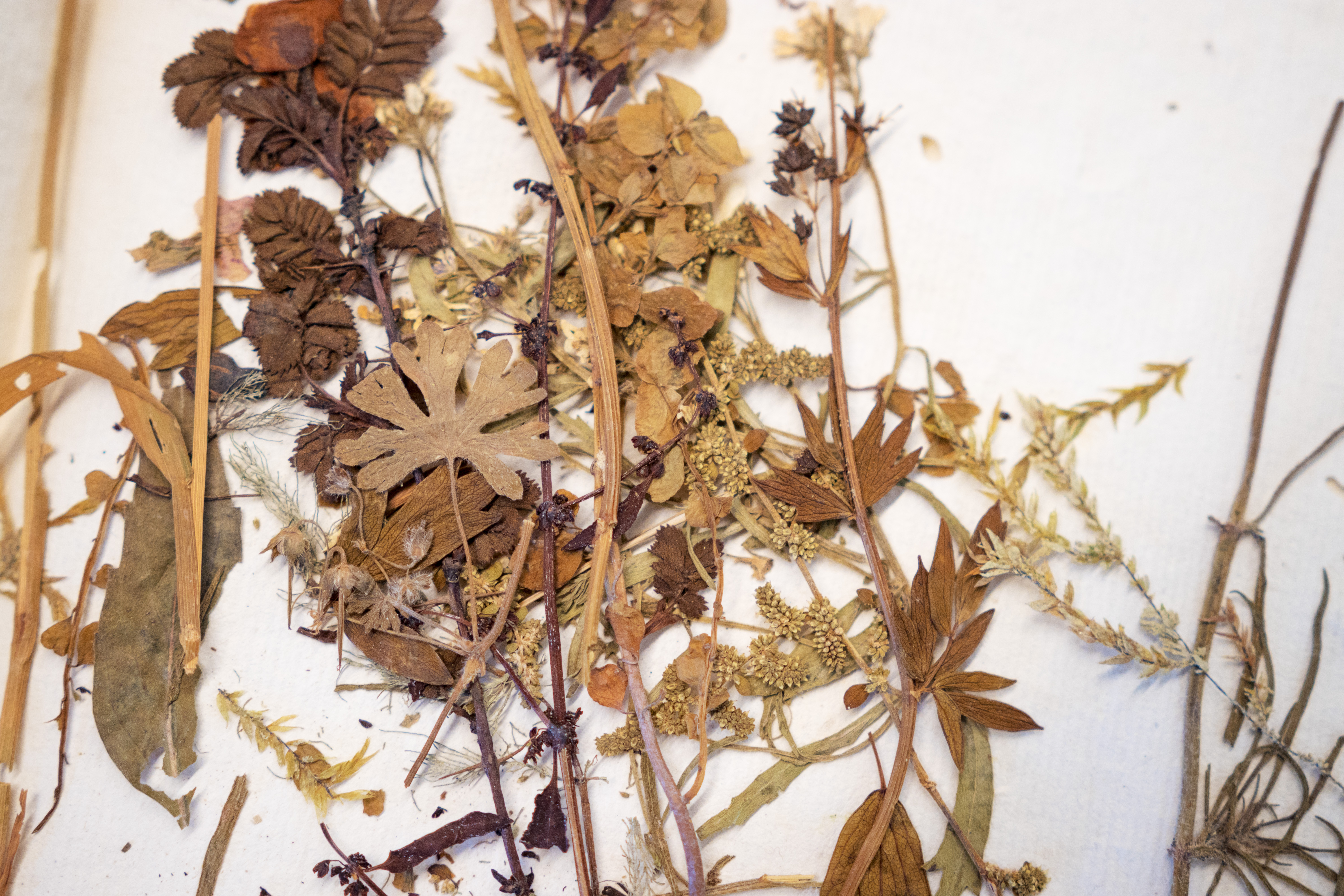 Herbier Rousseau, Neuchâtel, Bibliothèque publique et universitaire / Guillaume Kaufmann