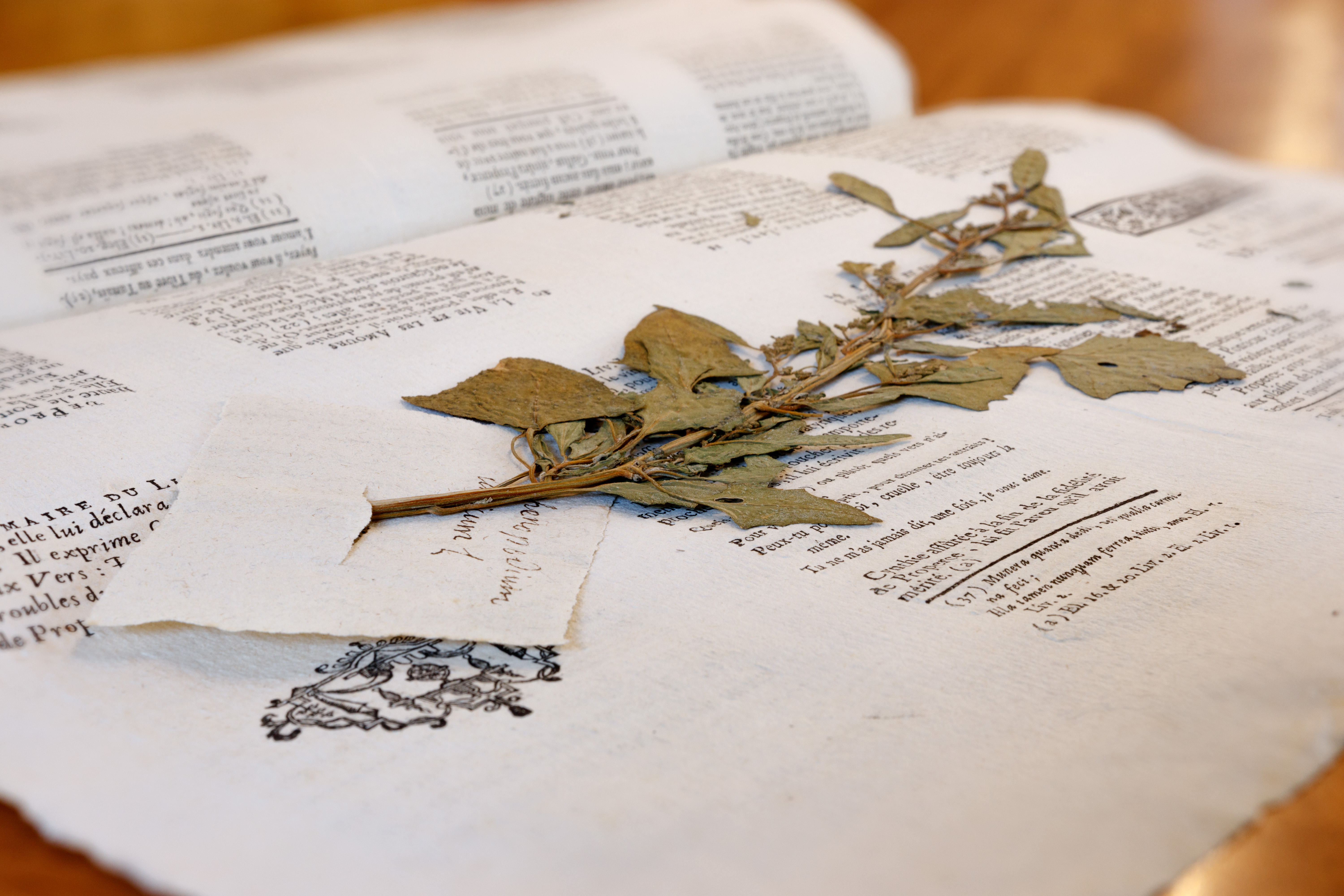Herbier Rousseau, Neuchâtel, Bibliothèque publique et universitaire / Guillaume Kaufmann
