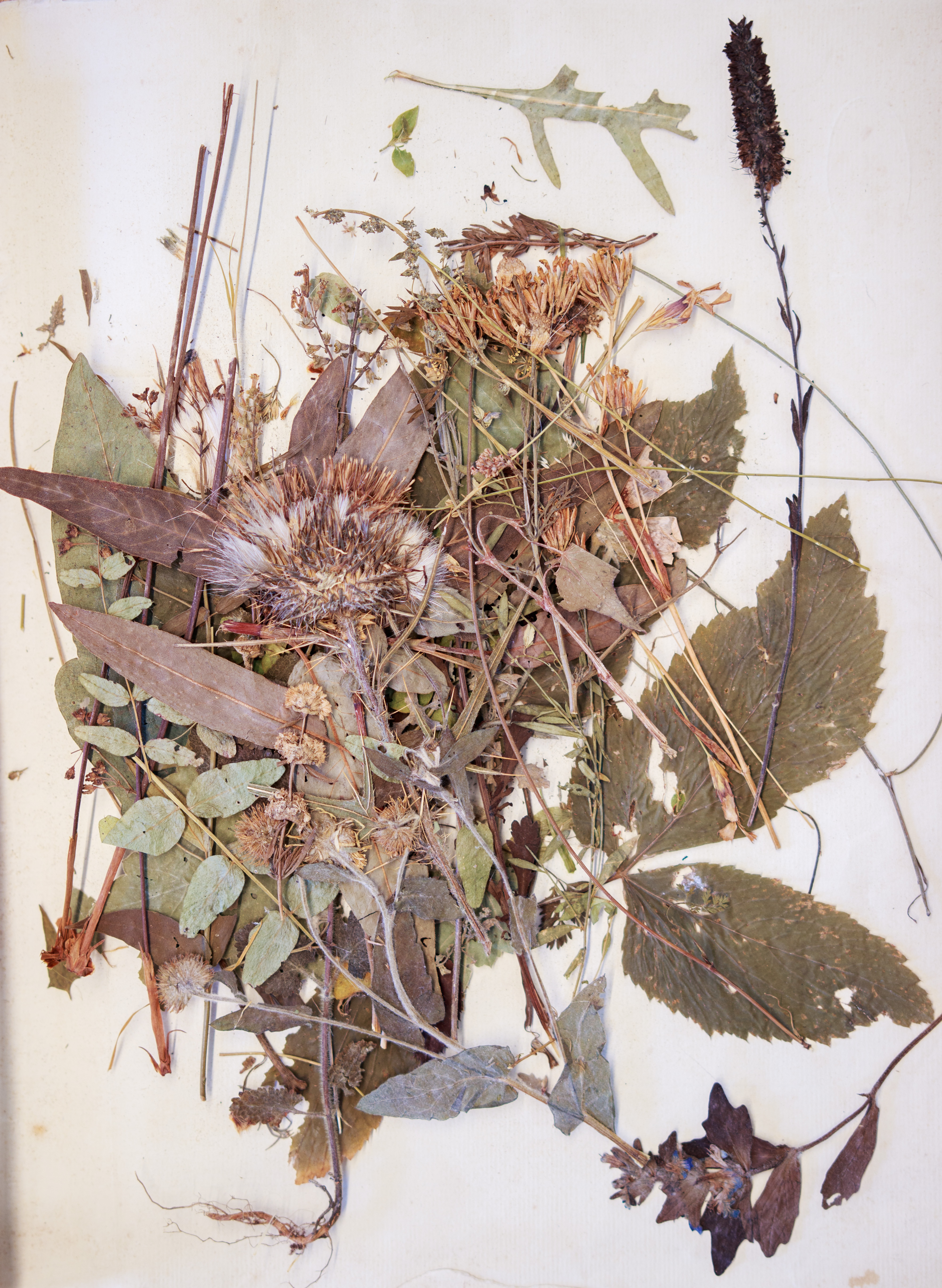 Herbier Rousseau, Neuchâtel, Bibliothèque publique et universitaire / Guillaume Kaufmann
